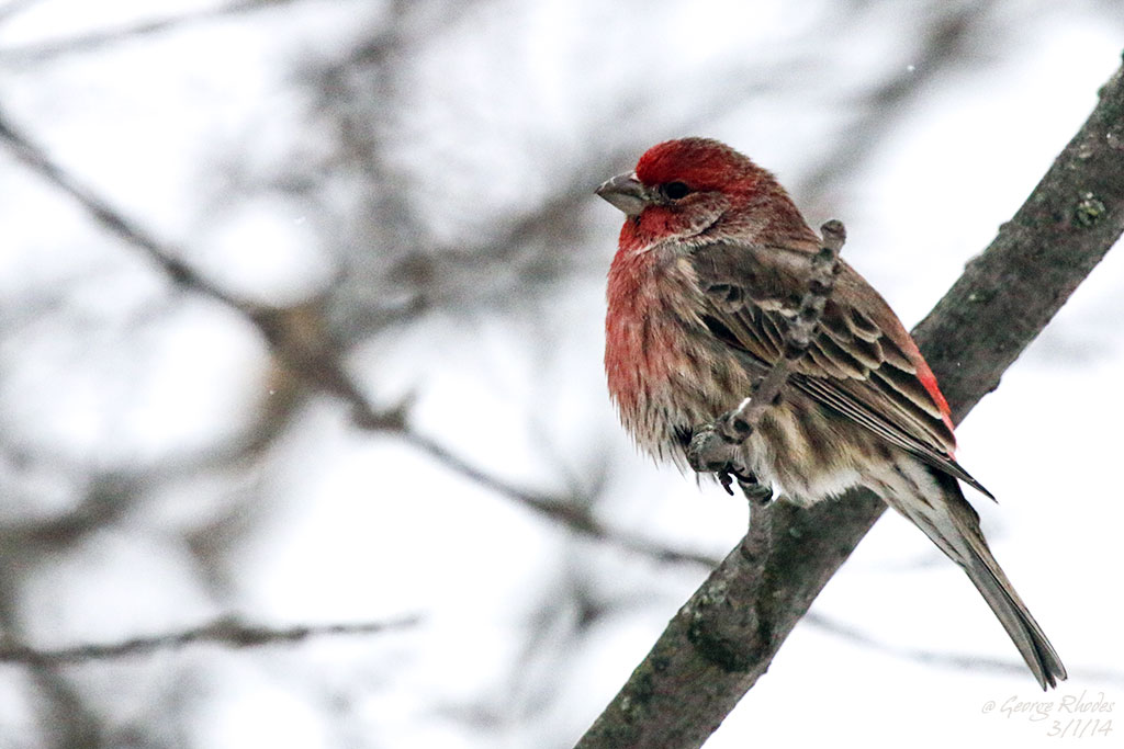 birds minnesota lookin out my backdoor birds minnesota lookin out my backdoor