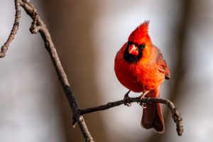 Northern Cardinal