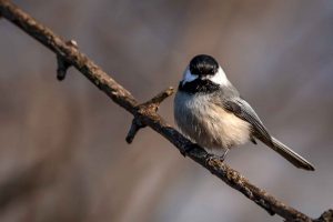 Black-capped Chickadee