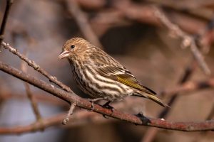 Pine Siskin