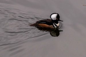 Hooded Merganser