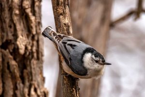 White-breasted Nuthatch