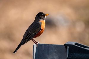 American Robin