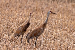 Sandhill Cranes