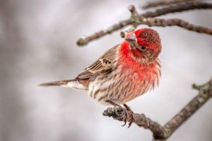 House Finch