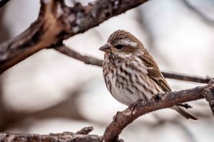 Purple Finch