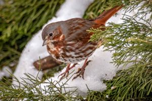 Fox Sparrow