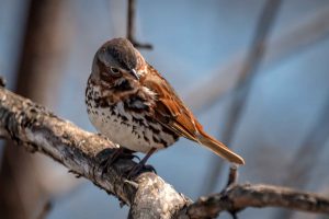 Fox Sparrow