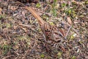 Song Sparrow