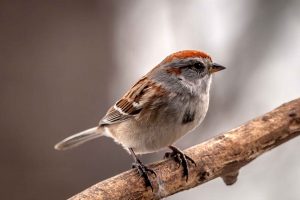 American Tree Sparrow