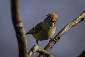 Ruby-crowned Kinglet