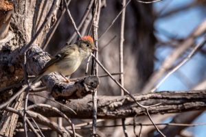 Ruby-crowned Kinglet