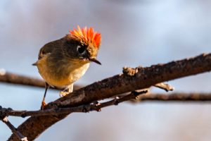 Ruby-crowned Kinglet