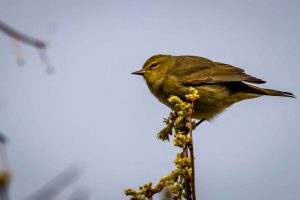 Orange-crowned Warbler