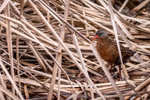 Virginia Rail