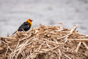 Yellow-headed Blackbird