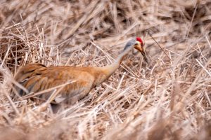 Sandhill Crane