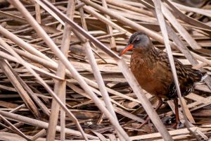 Virginia Rail