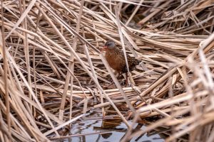 Virginia Rail