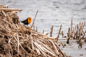 Yellow-headed Blackbird