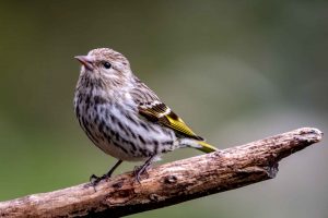 Pine Siskin