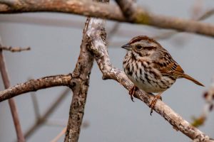 Song Sparrow