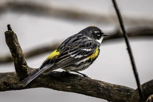 Yellow-rumped Warbler