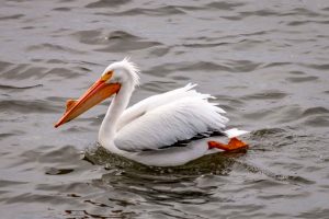 American White Pelican