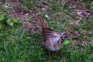 Lincoln's Sparrow