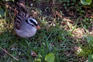 White-crowned Sparrow