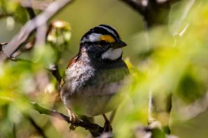 White-throated Sparrow