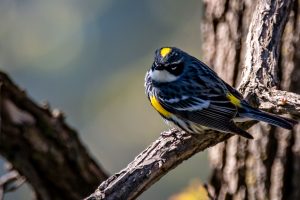 Yellow--rumped Warbler