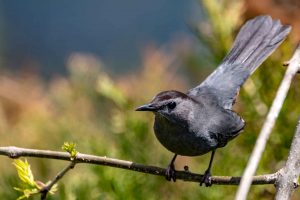 Gray Catbird