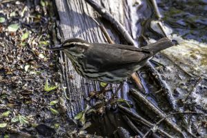 Northern Waterthrush