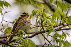 Rose-breasted Grosbeak