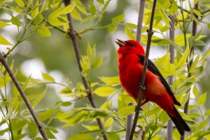 Scarlet Tanager