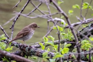 Swainson's Thrush