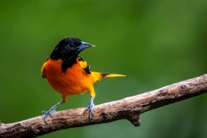 Baltimore Oriole