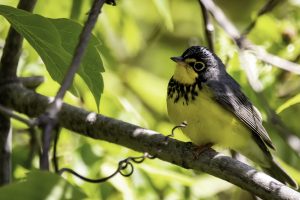 Canada Warbler