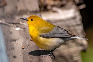 Prothonotary Warbler