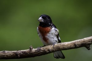 Rose-breasted Grosbeak