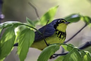 Canada Warbler