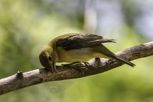 Scarlet Tanager