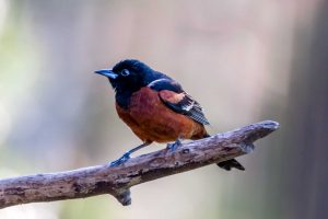 Orchard Oriole