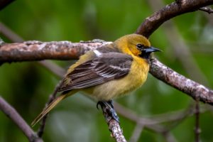 Orchard Oriole