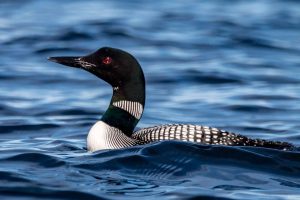 Common Loon