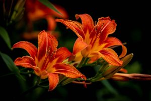 Orange Lily