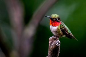 Ruby-throated Hummingbird