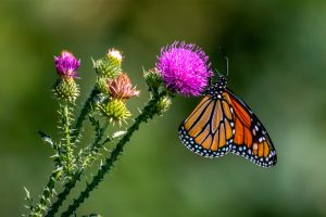 Monarch Butterfly