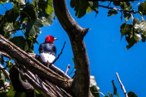 Red-headed Woodpecker